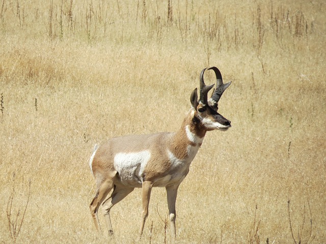 Free Pronghorn Antelope Island photo and picture