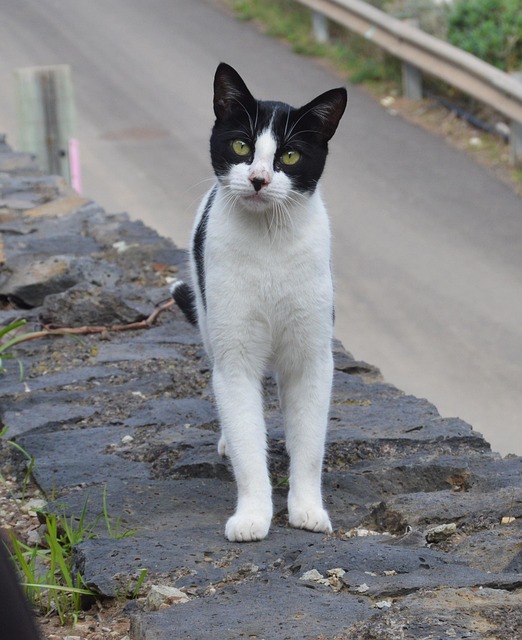 Free Cat Animal photo and picture