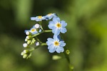 nature, flower, plant