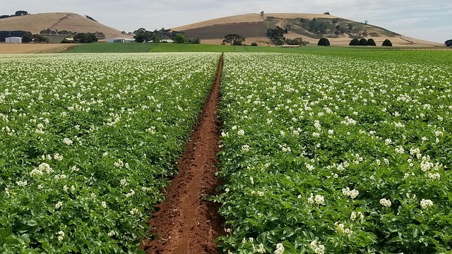 Free Agriculture Field photo and picture