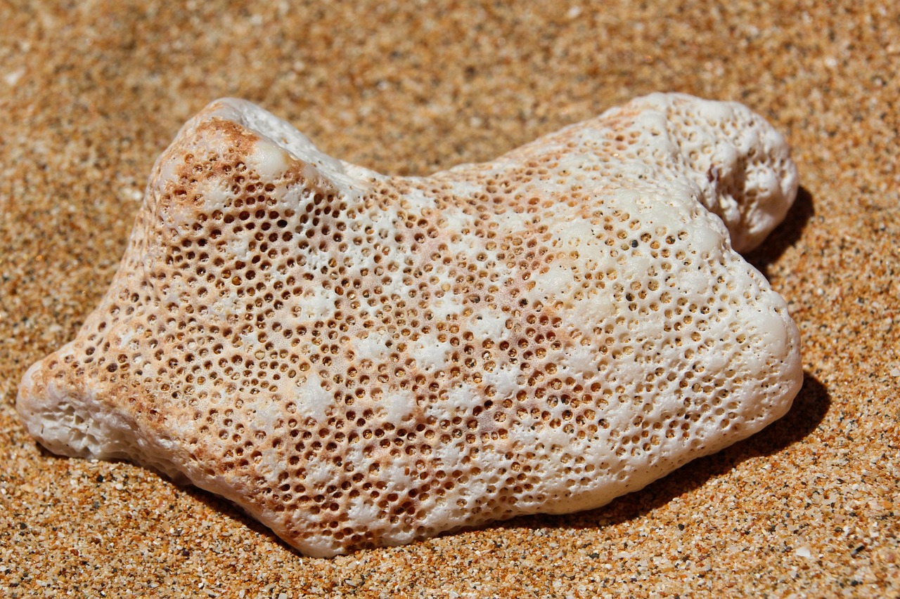 Coral - free online jigsaw puzzle photo