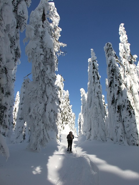 Free Snow Winter photo and picture