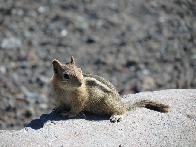 Free Squirrel Mount Hood photo and picture