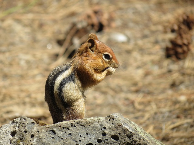 Free Squirrel Newberry photo and picture