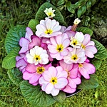 primroses, flowers, signs of spring
