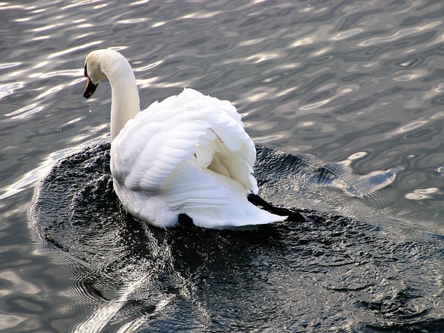 Free Lake Birds photo and picture
