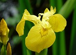 plant, flower, nature