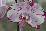 orchid, ornamental plant, orchidaceae