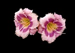 flower, lily, nature