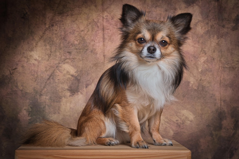 Brown and Black Chihuahua sitting on top of a table Brown and Black Chihuahua sitting on top of a table