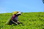 nature, field, farm