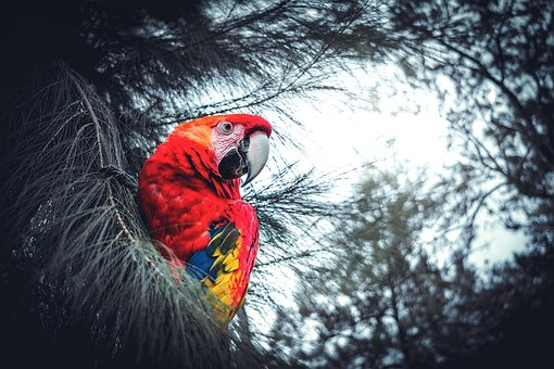 Aves, Naturaleza, Pluma, Al Aire Libre
