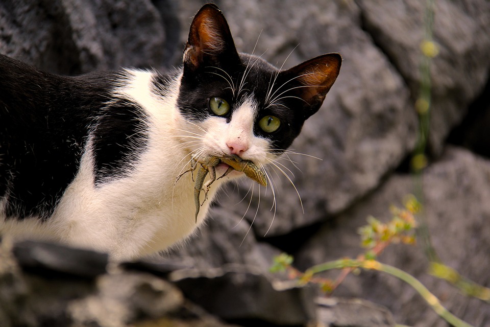 カピバラ – 強いコミュニティ意識を持つ愛らしいエキゾチックな動物