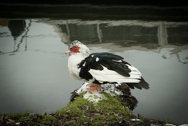 Vogel, Natur, Wasser, Draußen, Tierwelt