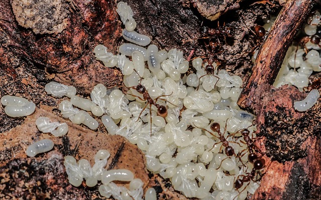 Free Nature Insect photo and picture