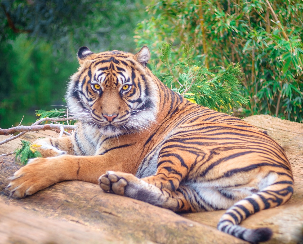 20 000 Free Endangered Species Nature Images Pixabay 20 000 Free Endangered Species Nature Images Pixabay