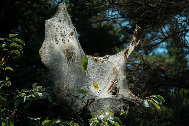 Free Caterpillar Gespinnst photo and picture