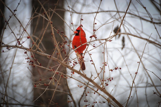 Free Winter Tree photo and picture