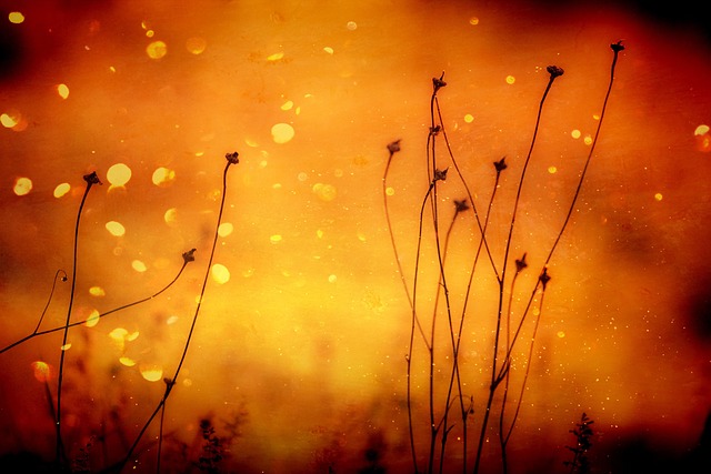 400,000+ Free Orange Background & Background Images - Pixabay