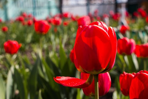 Tulipán, Červené, Květiny, Příroda
