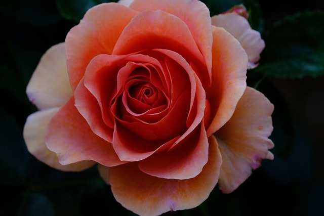 Free Rose Flowers photo and picture