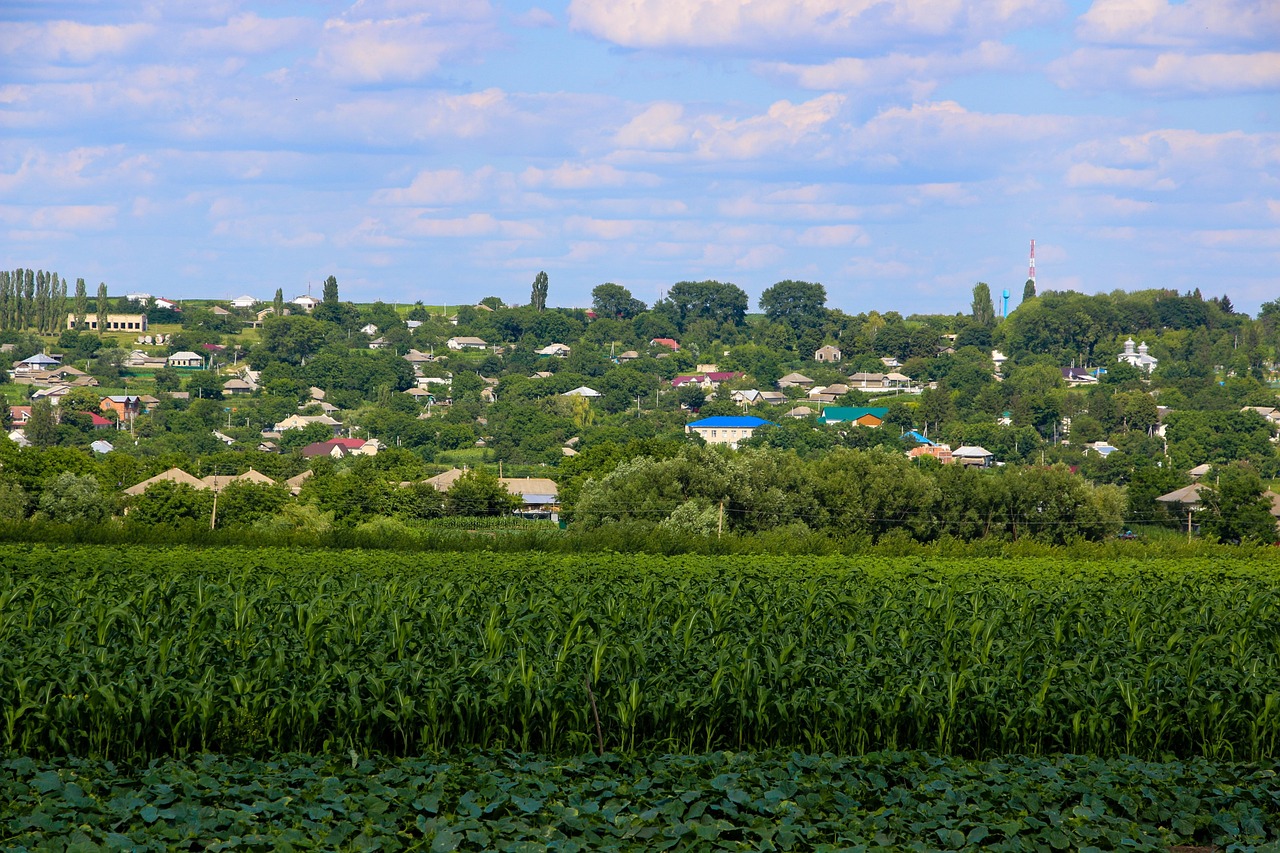 Field - free online jigsaw puzzle photo