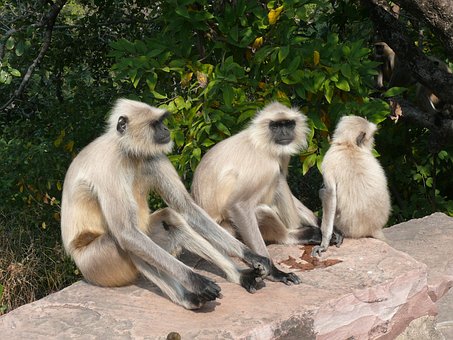 Free Mammal Wildlife photo and picture