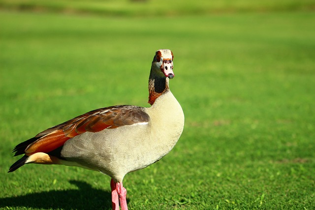 Free Grass Nature photo and picture