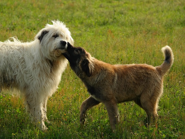 Free Dog Mammal photo and picture