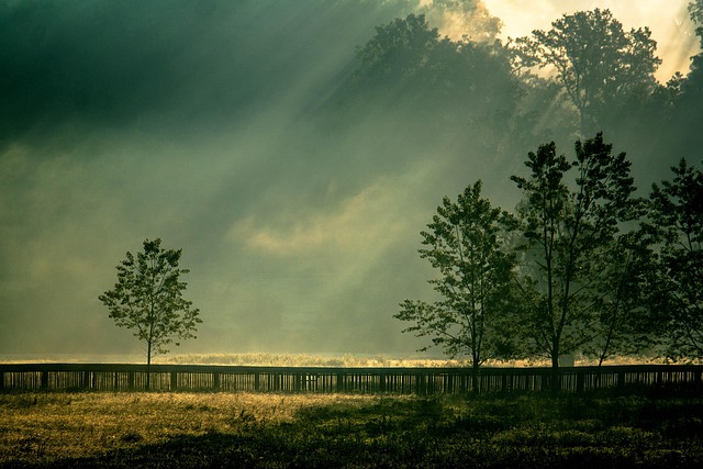 Free Nature Tree photo and picture
