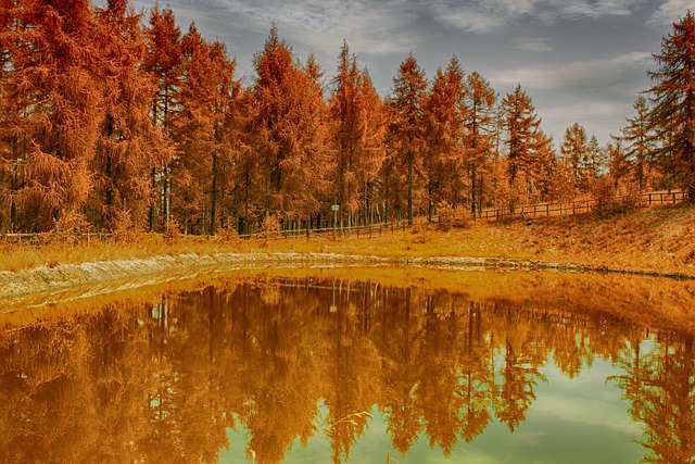 Herbst, Holz, Baum, Natur, Landschaft