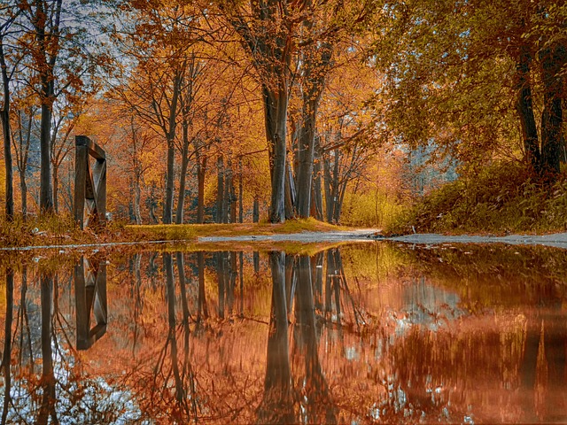 Baum, Holz, Natur, Herbst, Jahreszeit