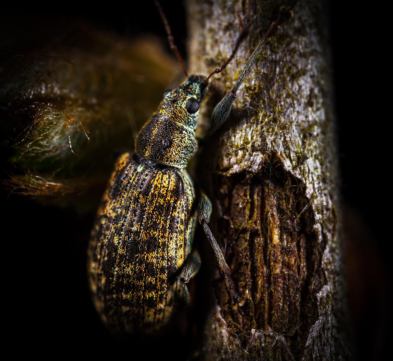 Beetle Invertebrate Insect - Free photo on Pixabay - Pixabay