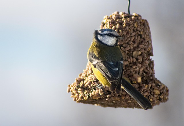 Free Birds Nature photo and picture