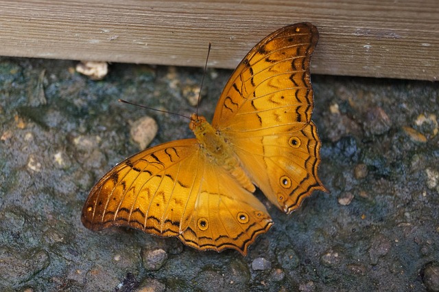 Free Butterfly Nature photo and picture