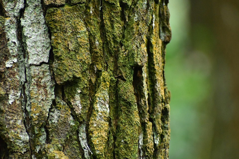 Pine Tree, Casca, Madeira, Tronco, Musgo, Outdoor