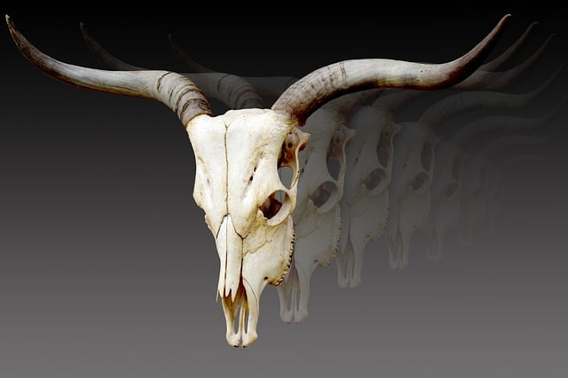 Free skull wildlife horn illustration