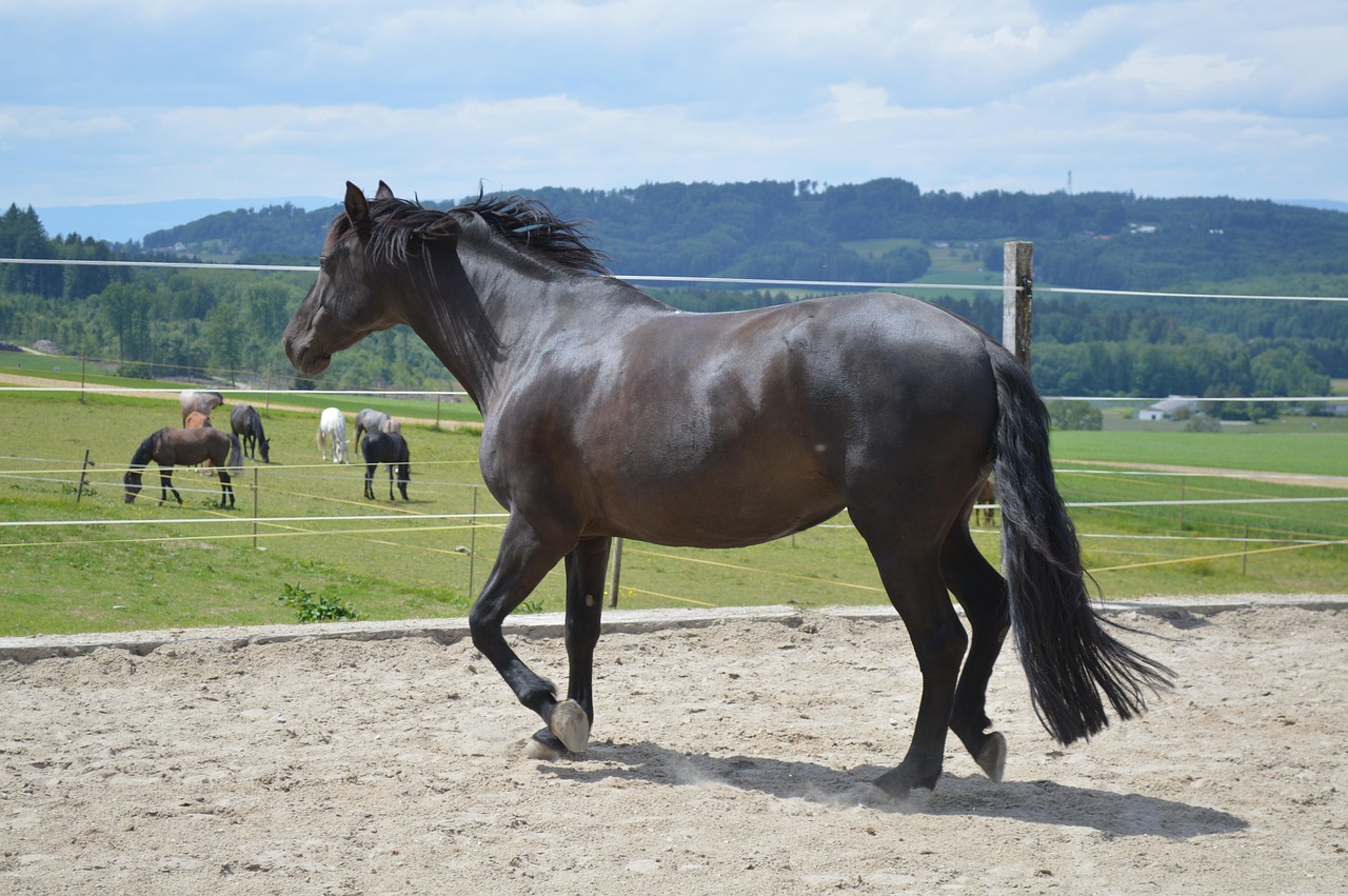 Immagine di sfondo semplice Cavallo, Stallone, Animali | TOP Immagini