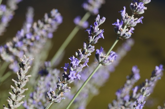 Free Lavender Aromatherapy photo and picture