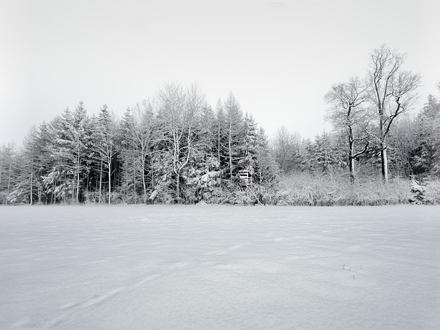 Free Winter Snow photo and picture