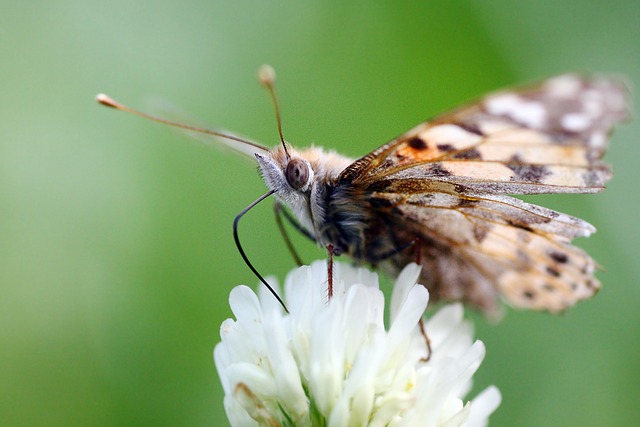 Natur, Insekt, Sommerfugl, Udendørs