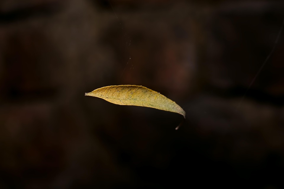 撸撸撸鬼