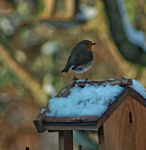Free Bird Fauna photo and picture