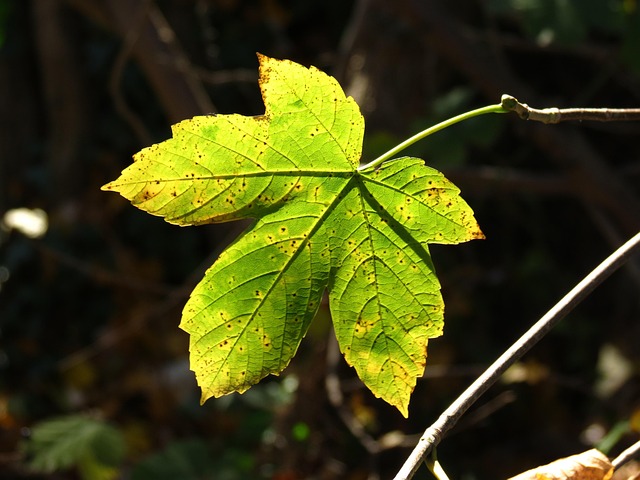 Free Leaf Nature photo and picture