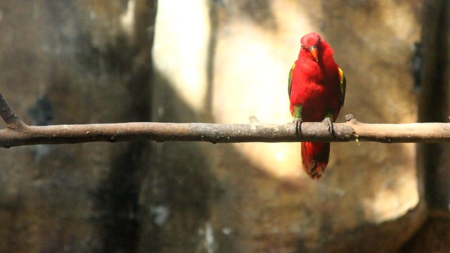 Free Nature Wildlife photo and picture