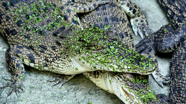Free Reptile Nature photo and picture