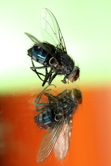 Free Fly Insect photo and picture