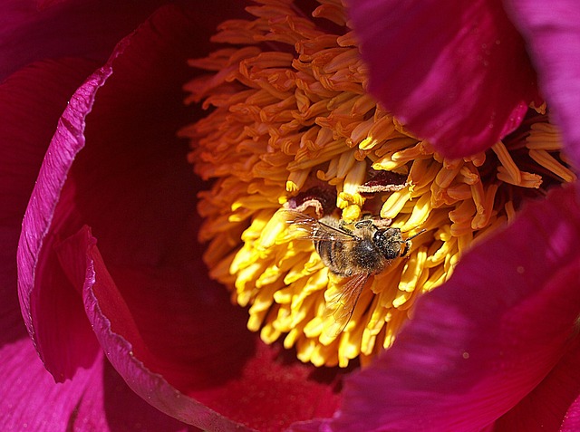 花 自然 花弁 - Pixabayの無料写真 - Pixabay