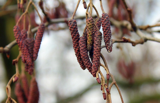 Free Willow Plant photo and picture