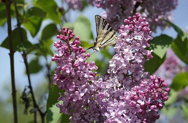 Free Flower Flora photo and picture